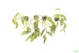 Crypt Blassi_Cryptocoryne_Aquarium Plant For Sale