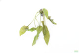 Crypt Blassi_Cryptocoryne_Aquarium Plant For Sale