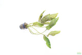 Crypt Blassi_Cryptocoryne_Aquarium Plant For Sale