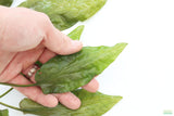Crypt Blassi_Cryptocoryne_Aquarium Plant For Sale
