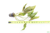 Crypt Blassi_Cryptocoryne_Aquarium Plant For Sale