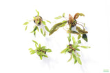 Crypt Hole Combo_POTTED_Cryptocoryne_Aquarium Plant For Sale