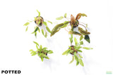 Crypt Hole Combo_POTTED_Cryptocoryne_Aquarium Plant For Sale