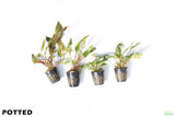 Crypt Hole Combo_POTTED_Cryptocoryne_Aquarium Plant For Sale