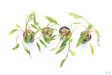 Crypt Lutea_Cryptocoryne_Aquarium Plant For Sale