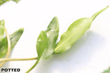 Cryptocoryne Lutea