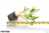 Cryptocoryne Lutea
