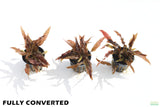 Crypt Mioya_Cryptocoryne_Fully Converted_Aquarium Plant For Sale