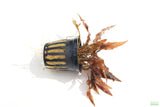 Crypt Mioya_Cryptocoryne_Fully Converted_Aquarium Plant For Sale