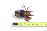 Crypt Mioya_Cryptocoryne_Fully Converted_Aquarium Plant For Sale