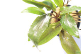 Crypt Undulata Red_Cryptocoryne_Aquarium Plant for sale