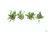 Crypt Wendtii Hybrid_Cryptocoryne_Aquarium plant for sale