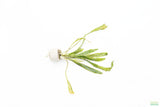Cryptocoryne Albida