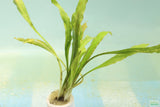 Cryptocoryne Albida
