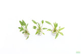 Cryptocoryne lucens