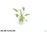 Cryptocoryne Lucens