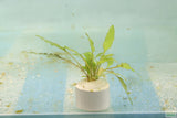 Cryptocoryne lucens
