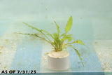 Cryptocoryne Lucens