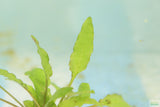 Cryptocoryne lucens