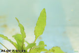 Cryptocoryne Lucens