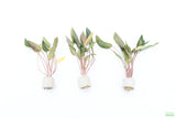 Crypt Petchii_Cryptocoryne_Aquarium plant for sale
