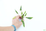 Crypt Petchii_Cryptocoryne_Aquarium plant for sale