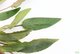 Crypt Petchii_Cryptocoryne_Aquarium plant for sale