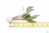 Crypt Petchii_Cryptocoryne_Aquarium plant for sale