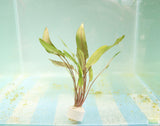 Crypt Petchii_Cryptocoryne_Aquarium plant for sale