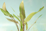 Crypt Petchii_Cryptocoryne_Aquarium plant for sale