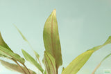Crypt Petchii_Cryptocoryne_Aquarium plant for sale