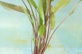 Crypt Petchii_Cryptocoryne_Aquarium plant for sale