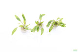 Crypt Wendtii Green_Cryptocoryne_Aquarium plants_aquarium plant for sale