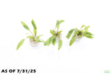 Crypt Wendtii Green_Cryptocoryne_Aquarium plants_aquarium plant for sale