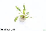 Crypt Wendtii Green_Cryptocoryne_Aquarium plants_aquarium plant for sale