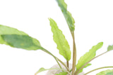 Crypt Wendtii Green_Cryptocoryne_Aquarium plants_aquarium plant for sale