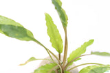 Crypt Wendtii Green_Cryptocoryne_Aquarium plants_aquarium plant for sale