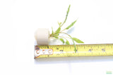 Crypt Wendtii Green_Cryptocoryne_Aquarium plants_aquarium plant for sale
