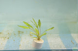 Crypt Wendtii Green_Cryptocoryne_Aquarium plants_aquarium plant for sale
