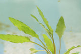 Crypt Wendtii Green_Cryptocoryne_Aquarium plants_aquarium plant for sale