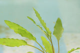 Crypt Wendtii Green_Cryptocoryne_Aquarium plants_aquarium plant for sale