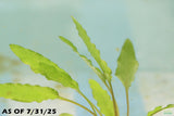 Crypt Wendtii Green_Cryptocoryne_Aquarium plants_aquarium plant for sale
