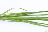 Cyperus Helferi_Aquarium Plant For Sale