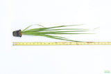 Cyperus Helferi_Aquarium Plant For Sale