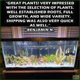 D_sStandardAquariumPlantComboPlantPack_Benjamin N.