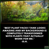 D's Standard Aquarium Plant  Combo Plant Pack (BEST VALUE)