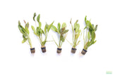 Echinodorus Atlandsberg_Sword_Aquarium Plant For Sale