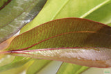 Echinodorus Atlandsberg_Sword_Aquarium Plant For Sale