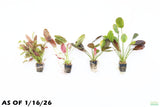 Echinodorus Harbich_Sword_Aquarium Plant For Sale