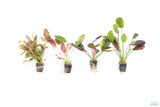 Echinodorus Harbich_Sword_Aquarium Plant For Sale